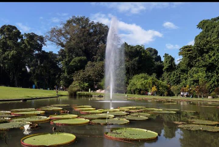 Teratai Terbesar di Dunia, Victoria Amazonica Ternyata Ada di Indonesia. Sumber gambar: instagram @lairence_suryanata