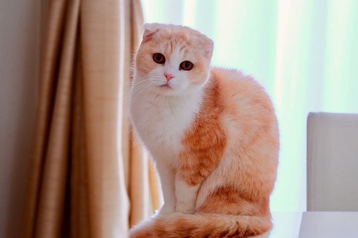 Kucing Scottish, salah satu hewan peliharaan. Sumber gambar pixabay