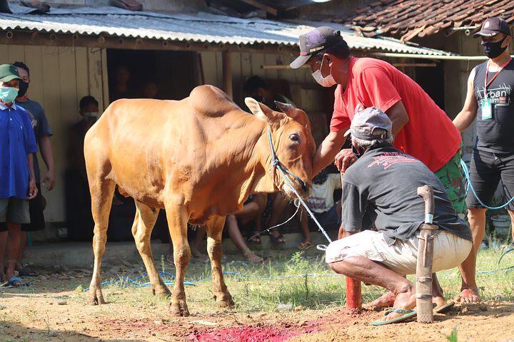 Keutamaan dan Manfaat Qurban Idul Adha ?Ini Penjelasan Lengkap
