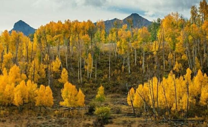 Pohon Pando menjadi salah satu pohon tertua di dunia dengan usia 80.000 tahun. Dari akun Instagram @herdina_arabella